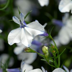 Lobelia